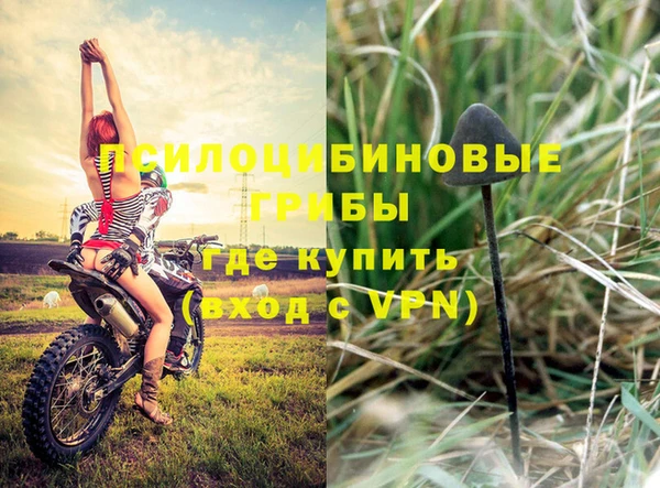шишки Беломорск